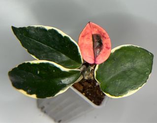 Hoya Snowball