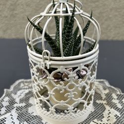 Living Succulent Birdcage