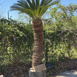 TALL Sago Palm Tree Cycas