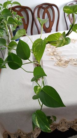 epipremnum aureum money plant