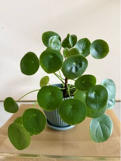 Beautiful Chinese money Pilea peperomioides plant in 6” pot