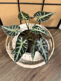 Alocasia Bambino