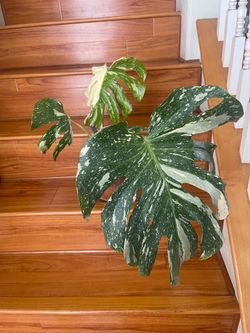 Monstera Thai con plant