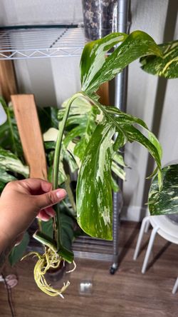 Monstera albo cutting
