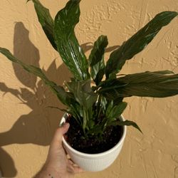 Variegated Peace Lily 