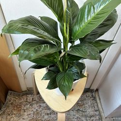 Peace lily