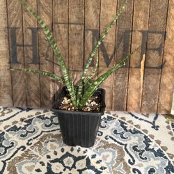 African Spear Snake Plant - Live plant 