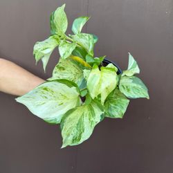 5” manjula pothos 