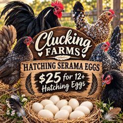 Serama hatching eggs