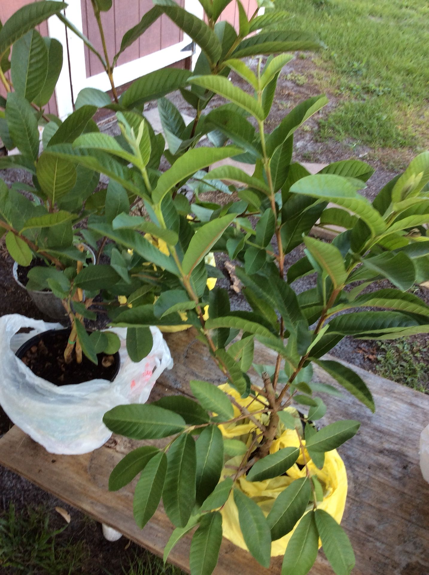 Big plant guavas ricas x 30.00 each