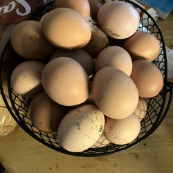 Fresh Eggs For Sale