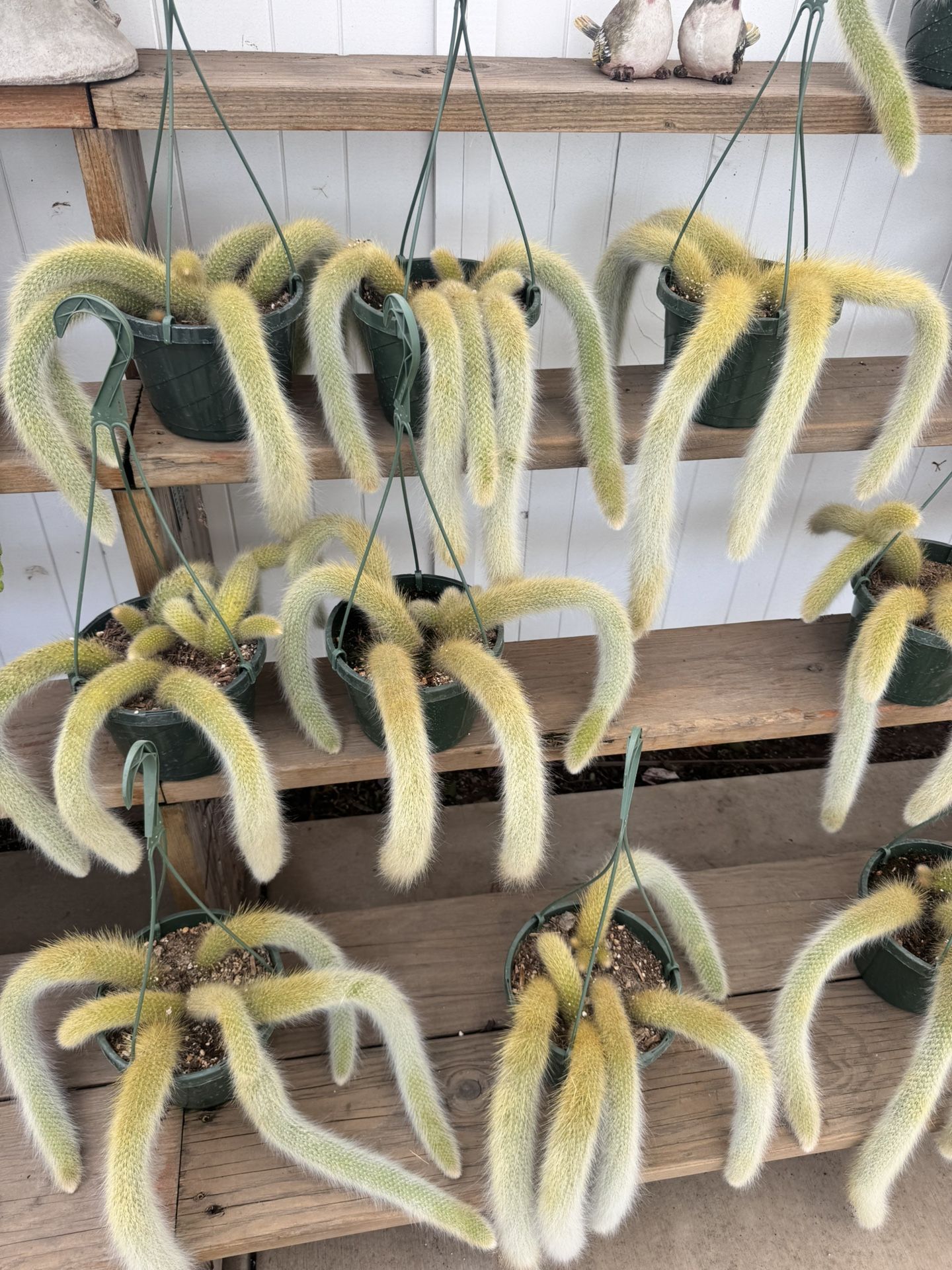 Monkey Tail $35 Each
