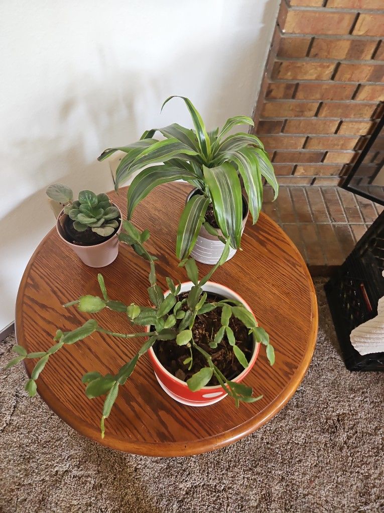 Moving Sale Houseplants