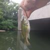 pro Fishing