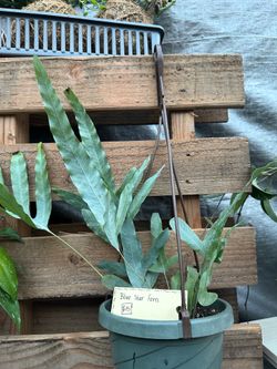 Blue Star Fern