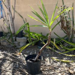 Yucca Tree