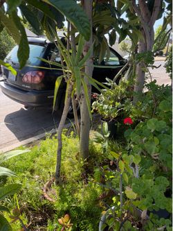 Tall green plant about 5 feet