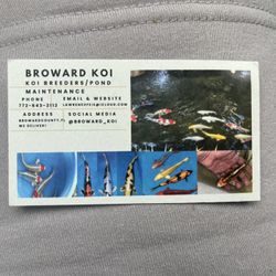 Fish Food/ Japanese Imported Koi Butterfly/standard Fin