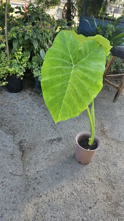Plant