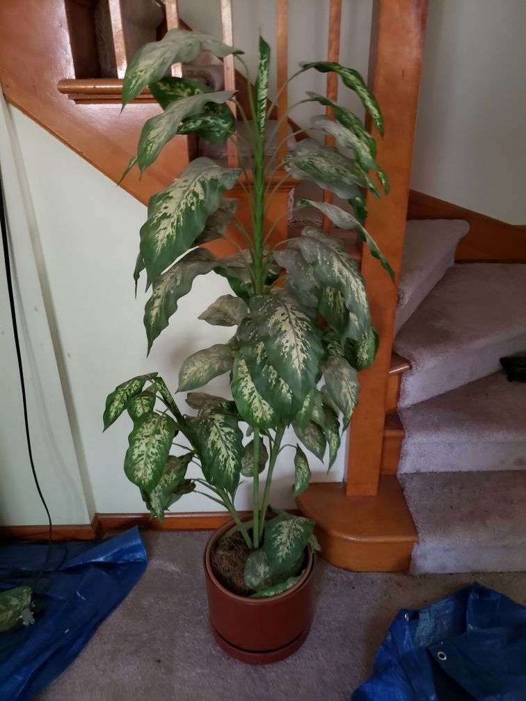 Indoor fake plant/tree