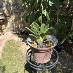 Rabbit Ear Cactus