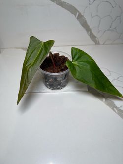 Anthurium NSE Portillae