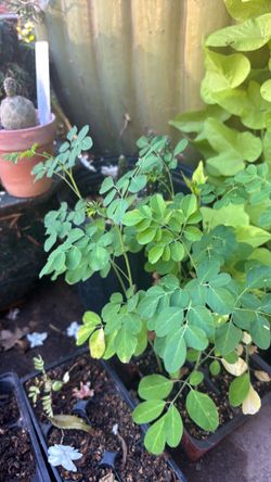 Moringa plants