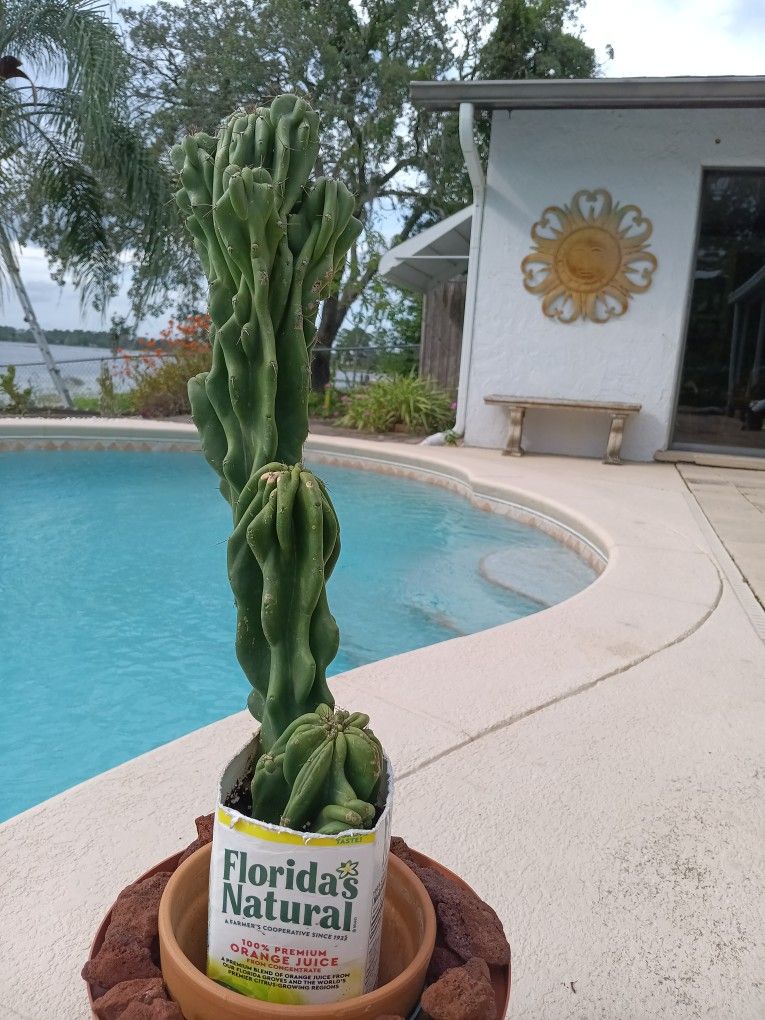 19" Monstrose Peruvian Apple Cactus Rooted In Pot $55 -Ship $10