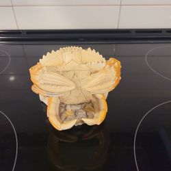 Crab Wine Holder