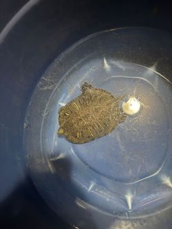 Turtle w/ bucket