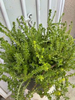 Suculenta