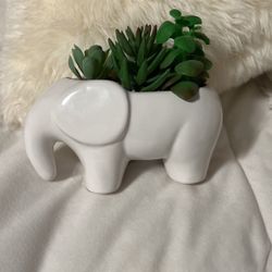 plant decor