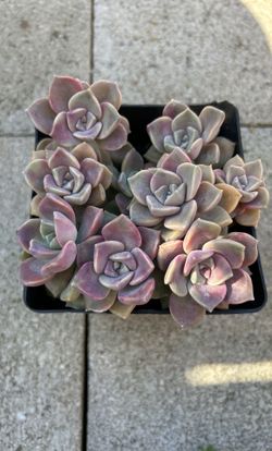 Graptopetalum 'Purple  Succulent Plants 6” Pot