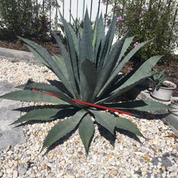 Blue Agave 