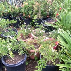 Plants