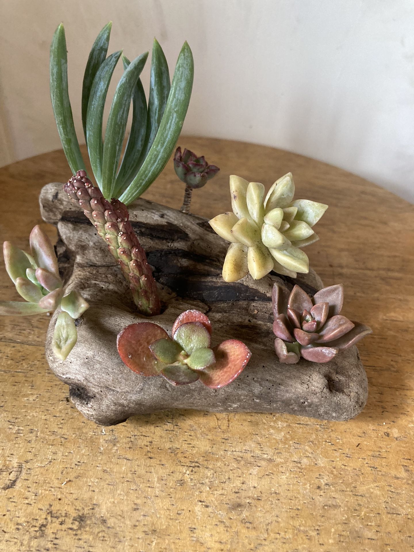 Mini Succulent Cactus Driftwood Display 