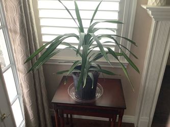 Dracaena Palm. $10