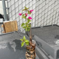 Bougainvillea Plant 