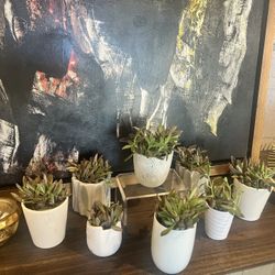 Succulents Rare Kalanchoe Plant 