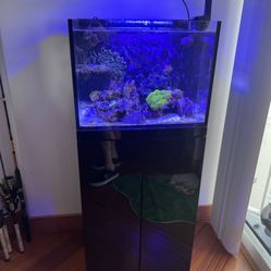 Saltwater Aquarium 
