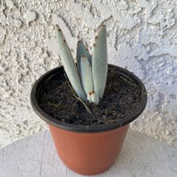 4 Inch Pot Succulent Plant - Kalanchoe Tomentosa Baker - Panda Plant - Rooted & Established - Drought Resistant 🪴 