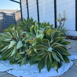 Large Agave attenuata