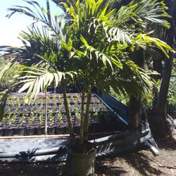 WEEKEND  SALE! CHRISTMAS  PALM  IN 15 GALLONS  OVER  6' FEET TALL  WITH MULTIPLE TRUNK FOR ONLY $60 