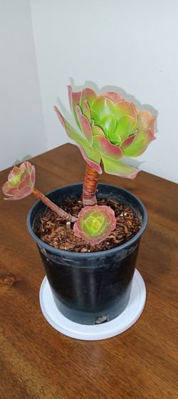 Aeonium Succulent Plant  #1