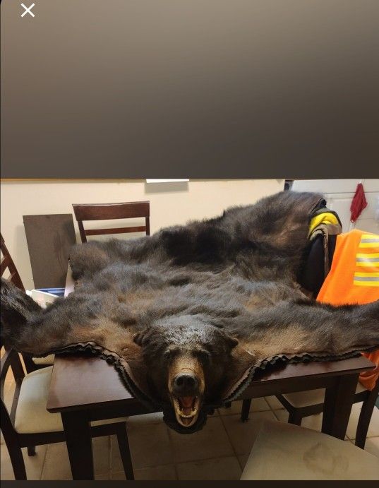Canadian Black Bear Hide