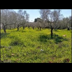 100% Olive Oil—18 Litres/ 4.75 Gallons