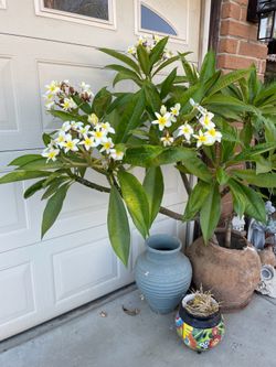 Plumeria