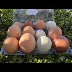 Organic Eggs 