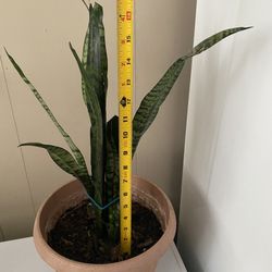 Espada De San Jorge O Lengua De Suegra Planta Natural 