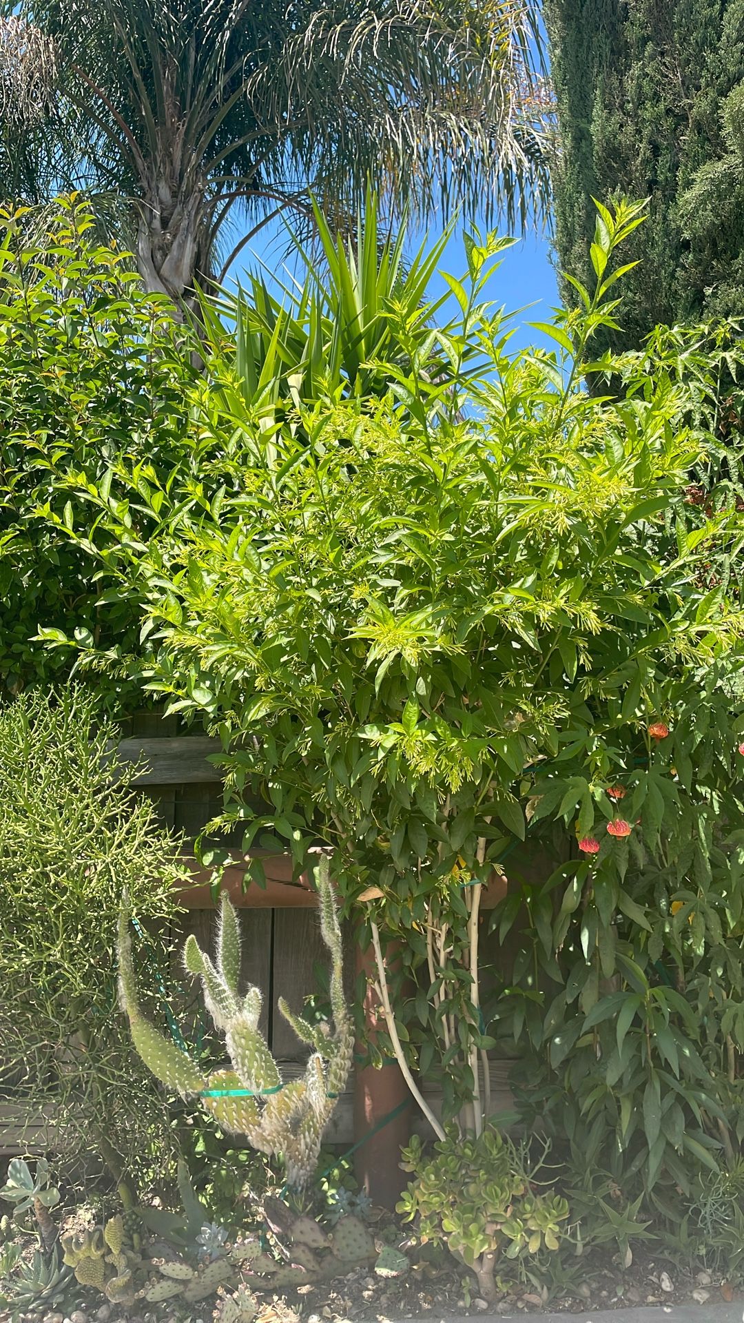 Es una planta que le dicen huele de noche en la tarde, está muy perfumada